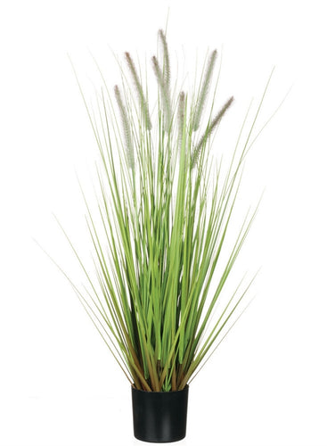Dogtail Potted Grass