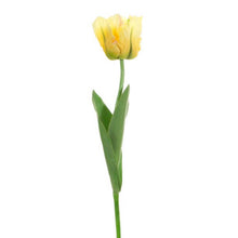 Load image into Gallery viewer, Tulip