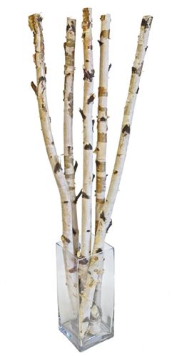 Birch Branch