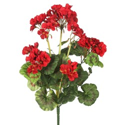 Red Geranium Bunch