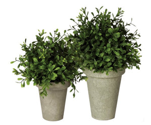 Boxwood Potted Orb 2 Asst