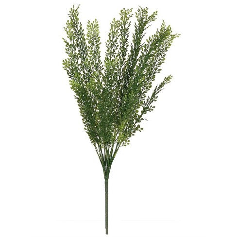Seed Grass